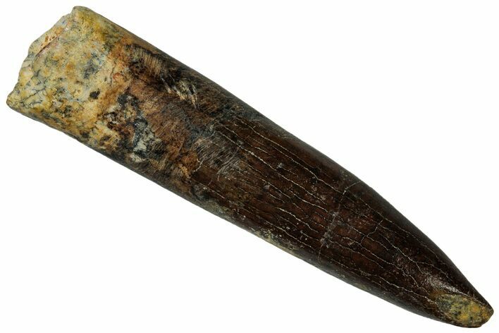 Fossil Sauropod Dinosaur (Titanosaur) Tooth - Morocco #298493